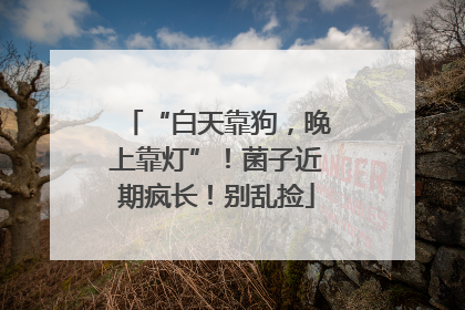 “白天靠狗，晚上靠灯”！菌子近期疯长！别乱捡