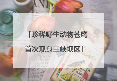 珍稀野生动物苍鹰首次现身三峡坝区