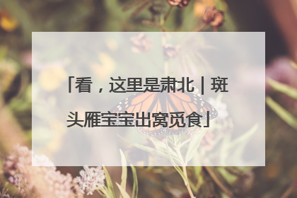 看，这里是肃北｜斑头雁宝宝出窝觅食