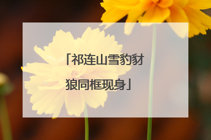祁连山雪豹豺狼同框现身