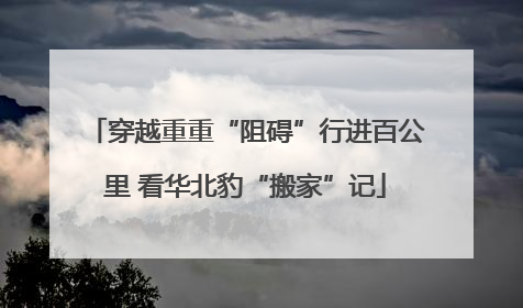 穿越重重“阻碍”行进百公里 看华北豹“搬家”记