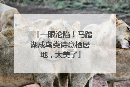 一眼沦陷！马踏湖成鸟类诗意栖居地，太美了