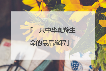 一只中华斑羚生命的最后旅程