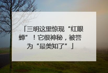三明这里惊现“红眼蝉”！它很神秘，被誉为“最美知了”