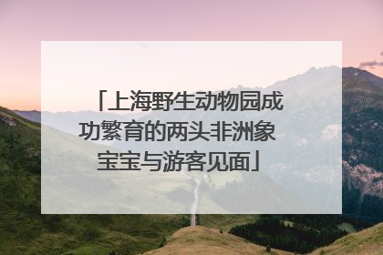 上海野生动物园成功繁育的两头非洲象宝宝与游客见面