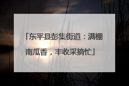 东平县彭集街道：满棚南瓜香，丰收采摘忙