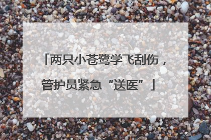 两只小苍鹭学飞刮伤，管护员紧急“送医”