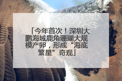 今年首次！深圳大鹏海域鹿角珊瑚大规模产卵，形成“海底繁星”奇观