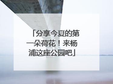分享今夏的第一朵荷花！来杨浦这座公园吧