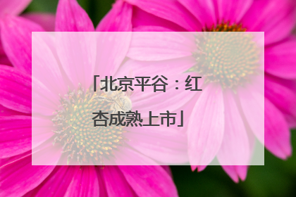 北京平谷：红杏成熟上市