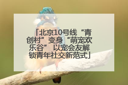 北京10号线“青创村”变身“萌宠欢乐谷” 以宠会友解锁青年社交新范式