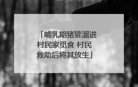 哺乳期猪獾溜进村民家觅食 村民救助后将其放生
