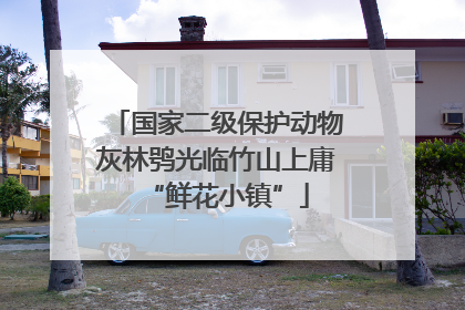 国家二级保护动物灰林鸮光临竹山上庸“鲜花小镇”