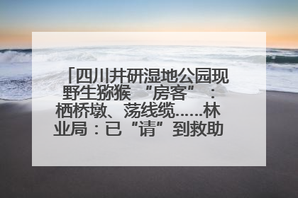 四川井研湿地公园现野生猕猴 “房客”：栖桥墩、荡线缆……林业局：已“请”到救助站，将放归自然