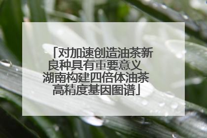 对加速创造油茶新良种具有重要意义 湖南构建四倍体油茶高精度基因图谱