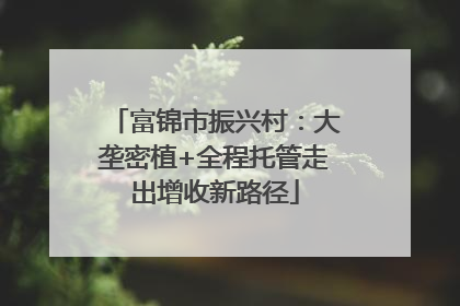 富锦市振兴村：大垄密植+全程托管走出增收新路径