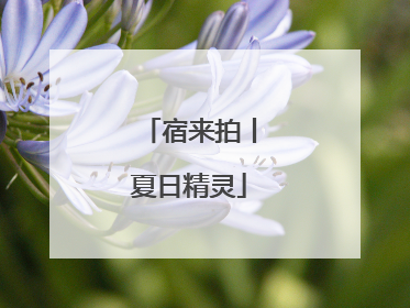 宿来拍丨夏日精灵