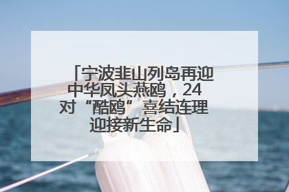 宁波韭山列岛再迎中华凤头燕鸥，24对“酷鸥”喜结连理迎接新生命