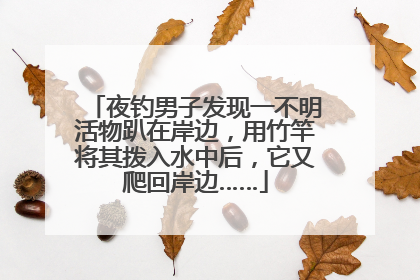 夜钓男子发现一不明活物趴在岸边，用竹竿将其拨入水中后，它又爬回岸边……