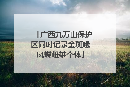广西九万山保护区同时记录金斑喙凤蝶雌雄个体