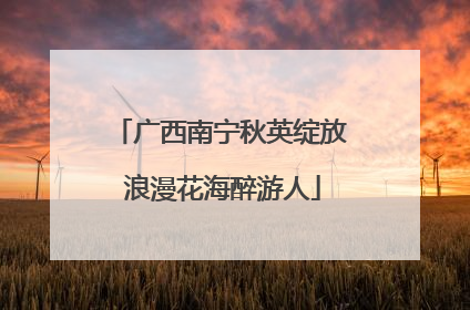 广西南宁秋英绽放 浪漫花海醉游人