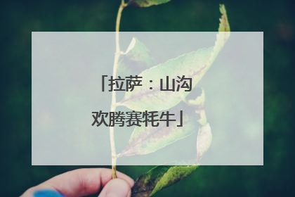 拉萨：山沟欢腾赛牦牛