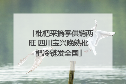 枇杷采摘季供销两旺 四川宝兴晚熟枇杷冷链发全国