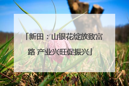 新田：山银花绽放致富路 产业兴旺促振兴