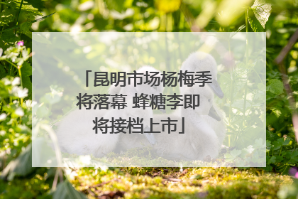 昆明市场杨梅季将落幕 蜂糖李即将接档上市