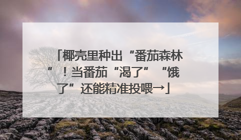 椰壳里种出“番茄森林”！当番茄“渴了”“饿了”还能精准投喂→