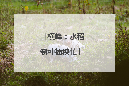 横峰：水稻制种插秧忙