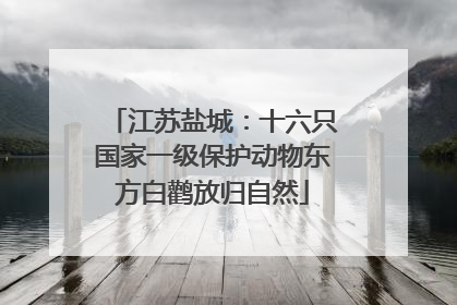 江苏盐城：十六只国家一级保护动物东方白鹳放归自然