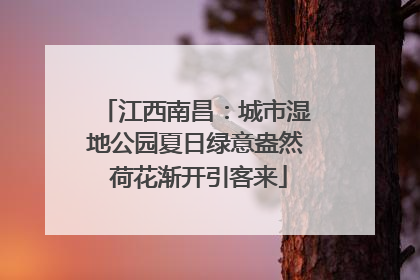 江西南昌：城市湿地公园夏日绿意盎然 荷花渐开引客来