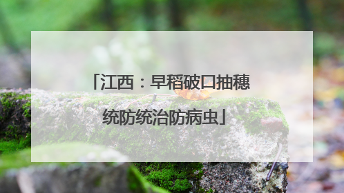 江西：早稻破口抽穗 统防统治防病虫