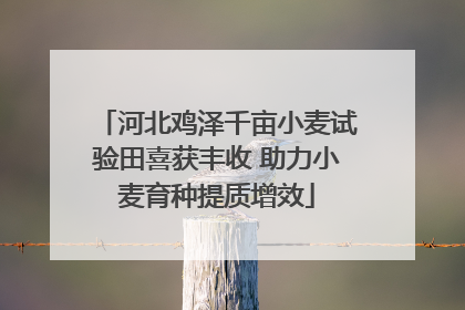 河北鸡泽千亩小麦试验田喜获丰收 助力小麦育种提质增效