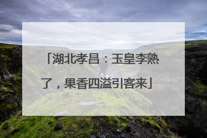 湖北孝昌：玉皇李熟了，果香四溢引客来
