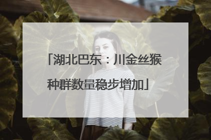 湖北巴东：川金丝猴种群数量稳步增加