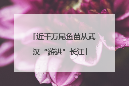 近千万尾鱼苗从武汉“游进”长江
