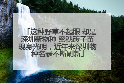 这种野草不起眼 却是深圳新物种 密穗砖子苗现身光明，近年来深圳物种名录不断刷新
