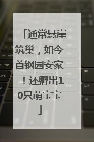 通常悬崖筑巢，如今首钢园安家！还孵出10只萌宝宝