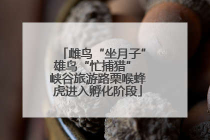 雌鸟“坐月子”雄鸟“忙捕猎” 峡谷旅游路栗喉蜂虎进入孵化阶段