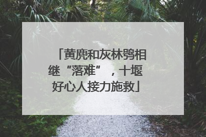 黄麂和灰林鸮相继“落难”，十堰好心人接力施救