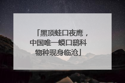 黑顶蛙口夜鹰，中国唯一蟆口鸱科物种现身临沧