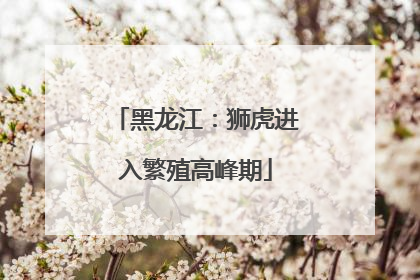 黑龙江：狮虎进入繁殖高峰期